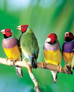 Gouldian finches for sale
