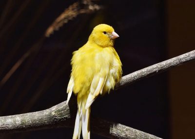 Canary for sale Texas