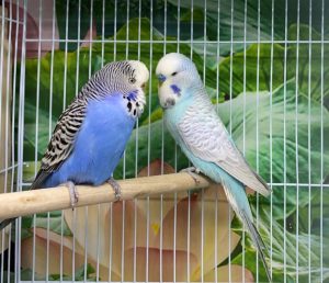 Budgerigar