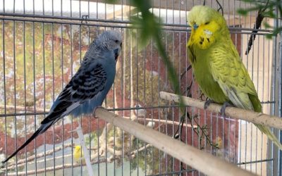 English Budgie Genetics for Breeders & Owners
