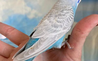 How to choose right budgie or parakeet?