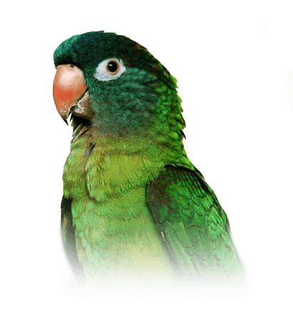Conure for Sale in Texas