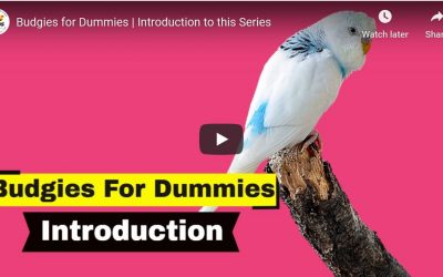 Budgies for Dummies | Introduction to this Series