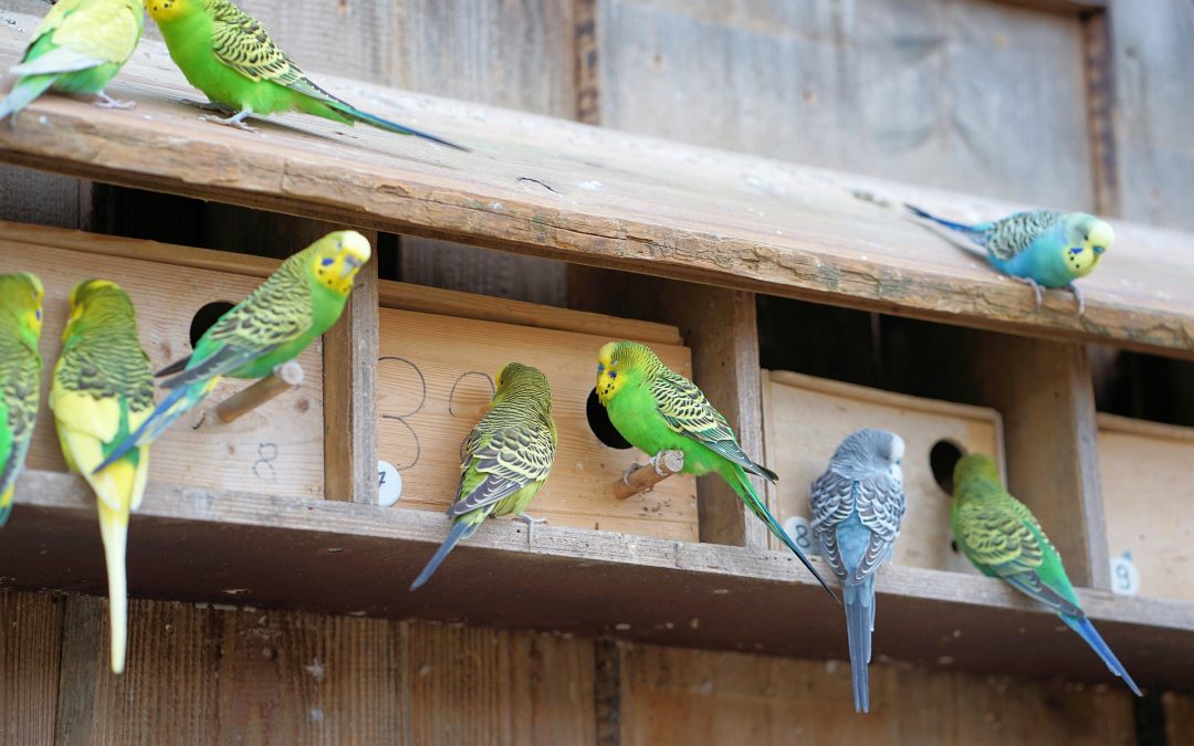 Brief Information About Budgie Colors And Budgie Varieties
