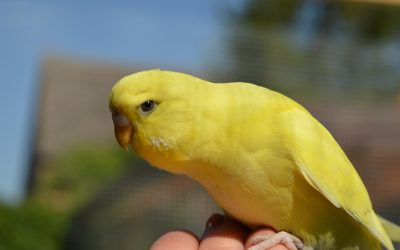 11 Things Only Bird Owners Understand