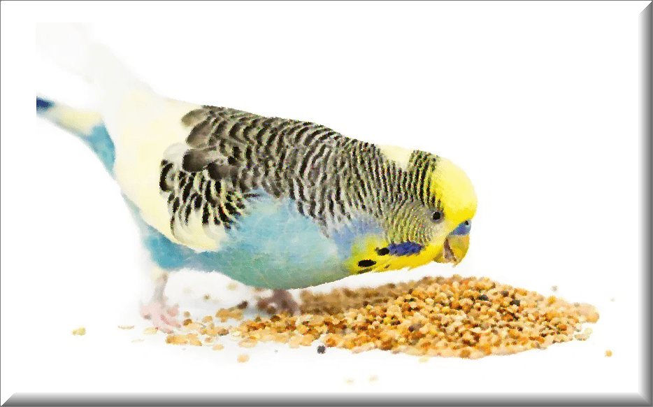 budgie diet - Birds for Sale in Texas | Bird Breeder Near me | Bird & Beyond