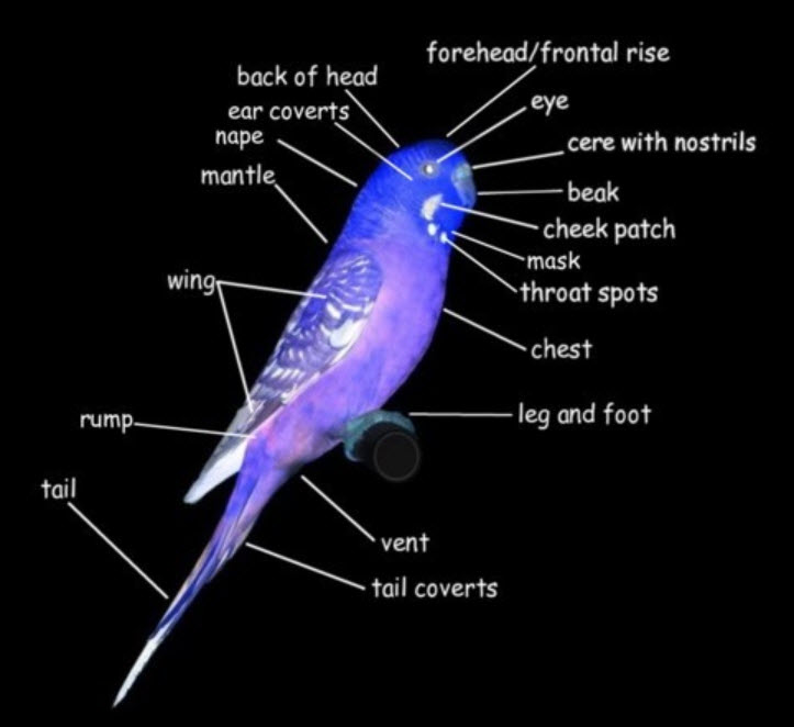 Budgie Anatomy:Every thing you need to know about budgie anatomy