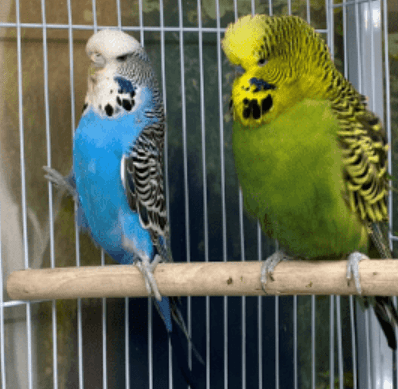 Ways to Bond With Your Bird