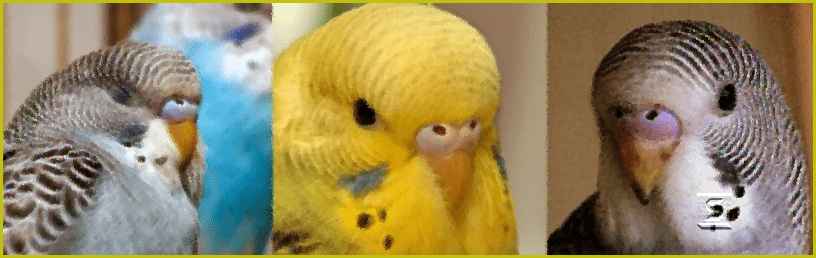All You Need To Know About Your Budgies aka budgerigar