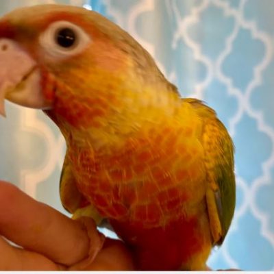 Conure Parrots For Sale Archives - Birds for Sale in Texas | Bird ...