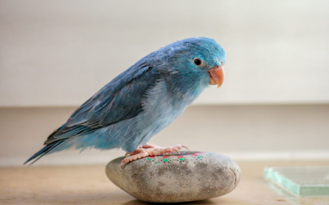 5 Signs That Your Bird Is Depressed