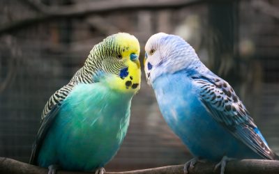 Are There Different Types of Parakeets?