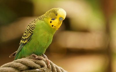 All you need to know about Budgerigar