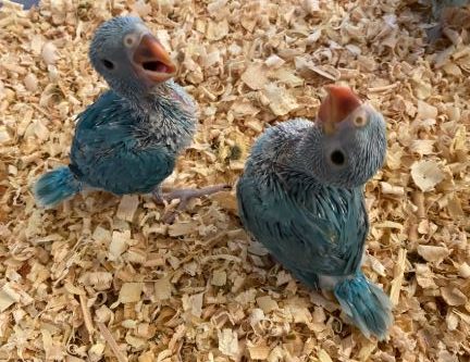 Blue Indian Ringneck - Birds for Sale in Texas | Bird ...