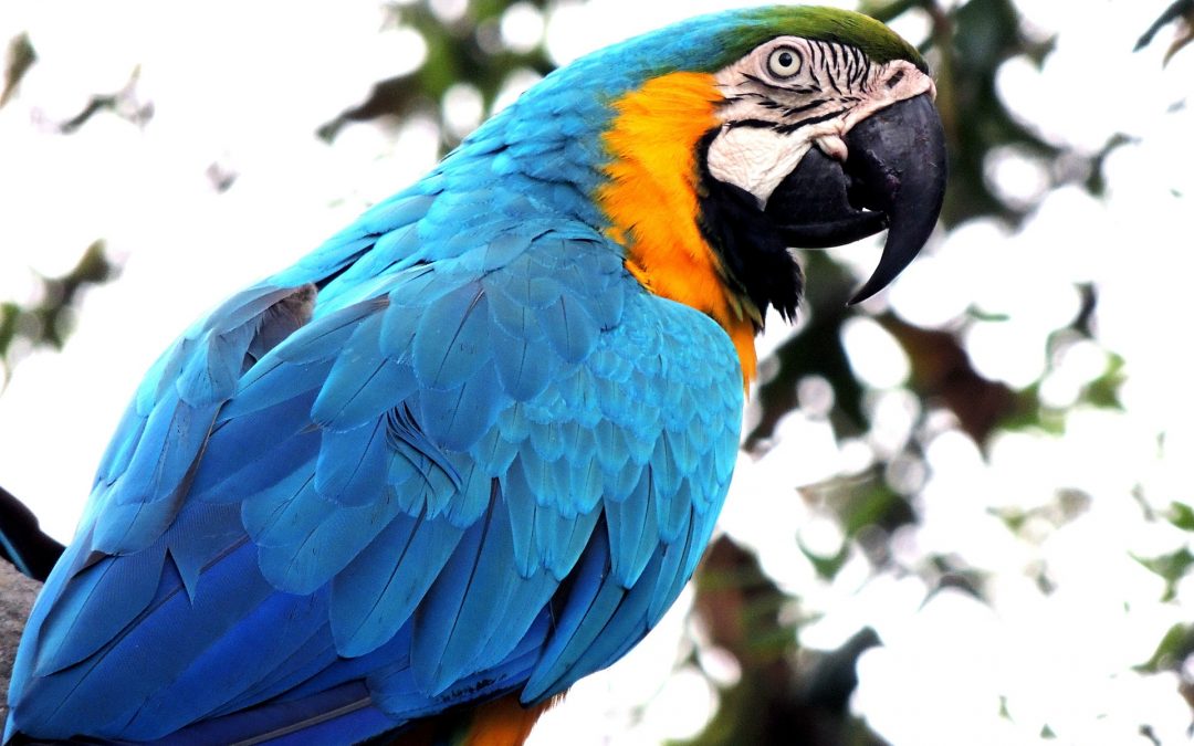 8 Best Friendly Pet Bird Species