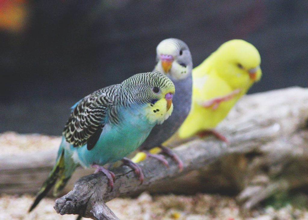 Are There Different Types of Parakeets