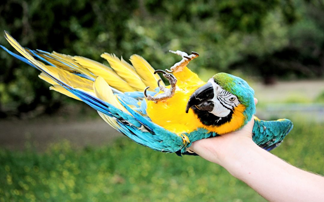 Cool Tricks You Can Teach Your Pet Bird