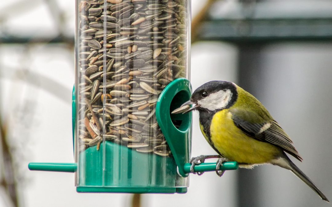 Foods That Are Good For Your Bird’s Health