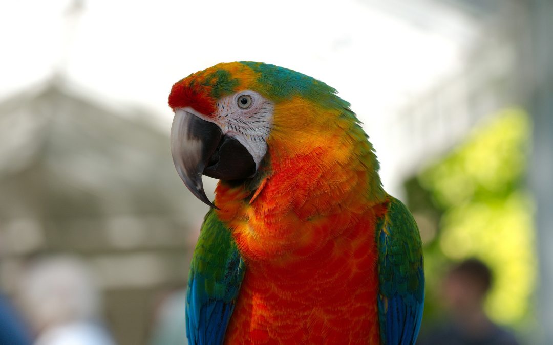 5 Interesting Facts About Macaws
