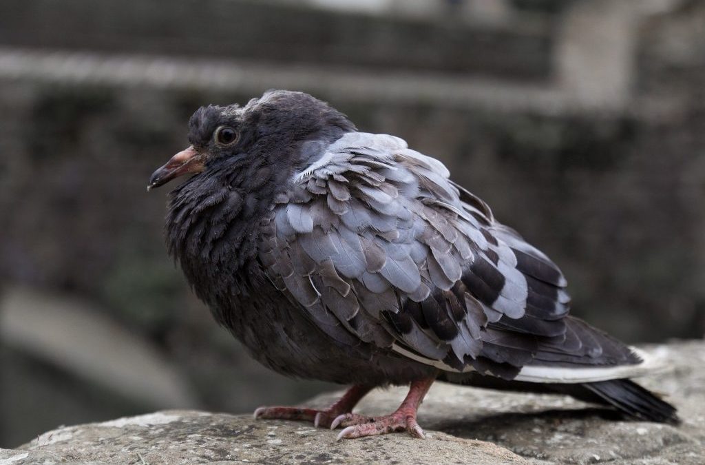 Diseases People Can Catch From Pet Birds