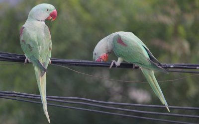 5 Interesting About Indian Ringneck Parakeets
