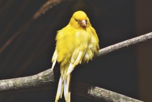 Best Birds For Apartment Owners