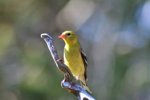 Best Birds For Apartment Owners