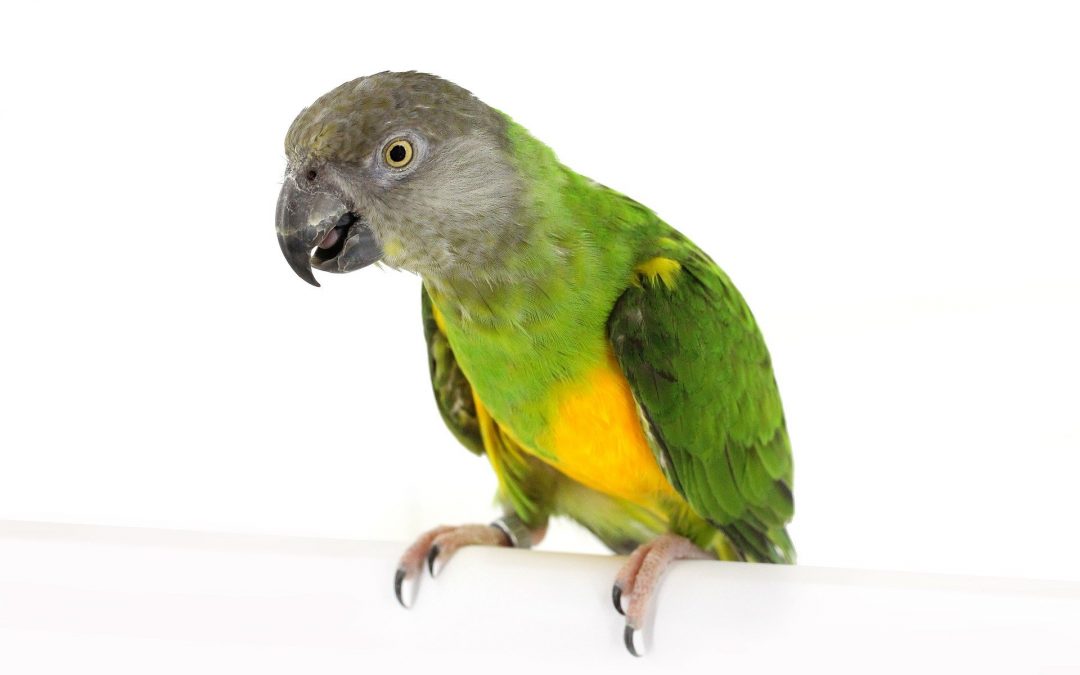 Words And Phrases To Teach Your Parrot