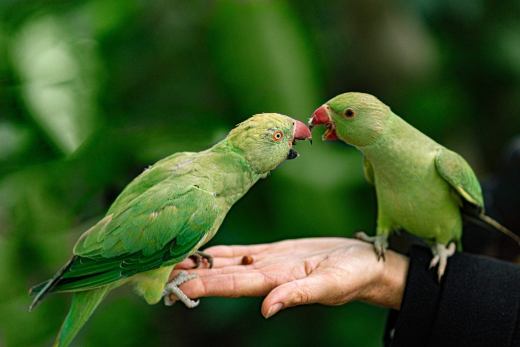 Tips for Handling pet birds