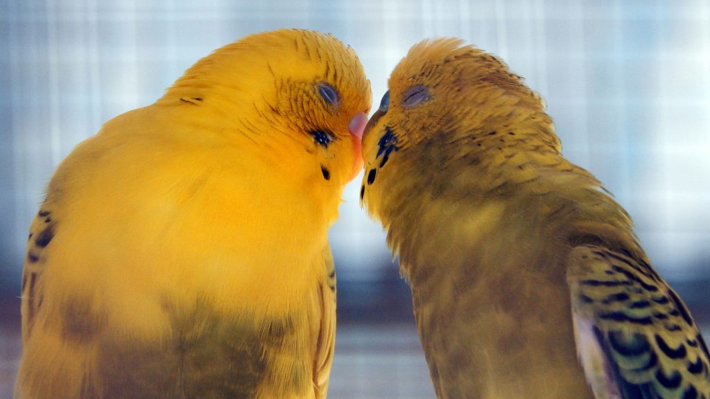 facts about lovebirds