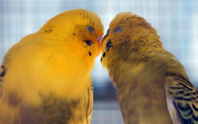 Facts About LoveBirds