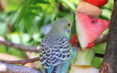 Vitamin-Rich Foods for Pet Birds