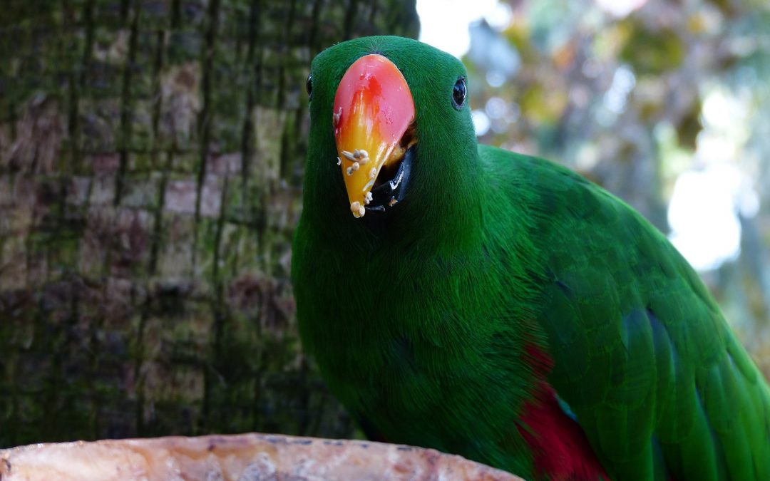 5 Best Huge Parrots to Keep as Pets
