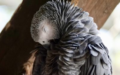 Amazing Facts About African Grey Parrots