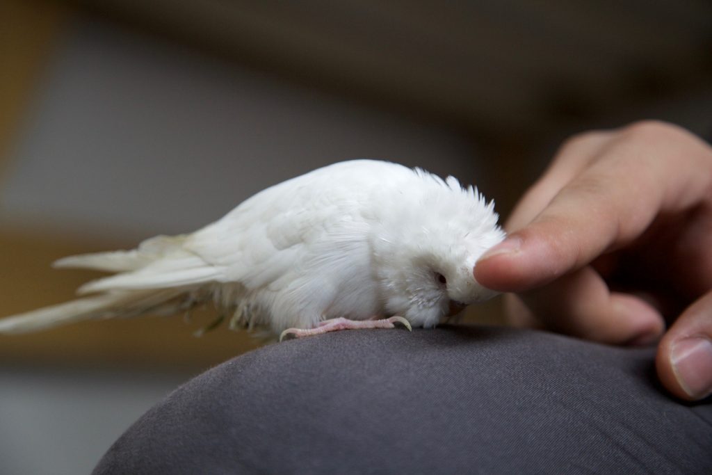 Things to Know Before Adopting a Pet Bird