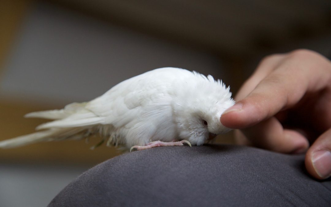 Things to Know Before Adopting a Pet Bird