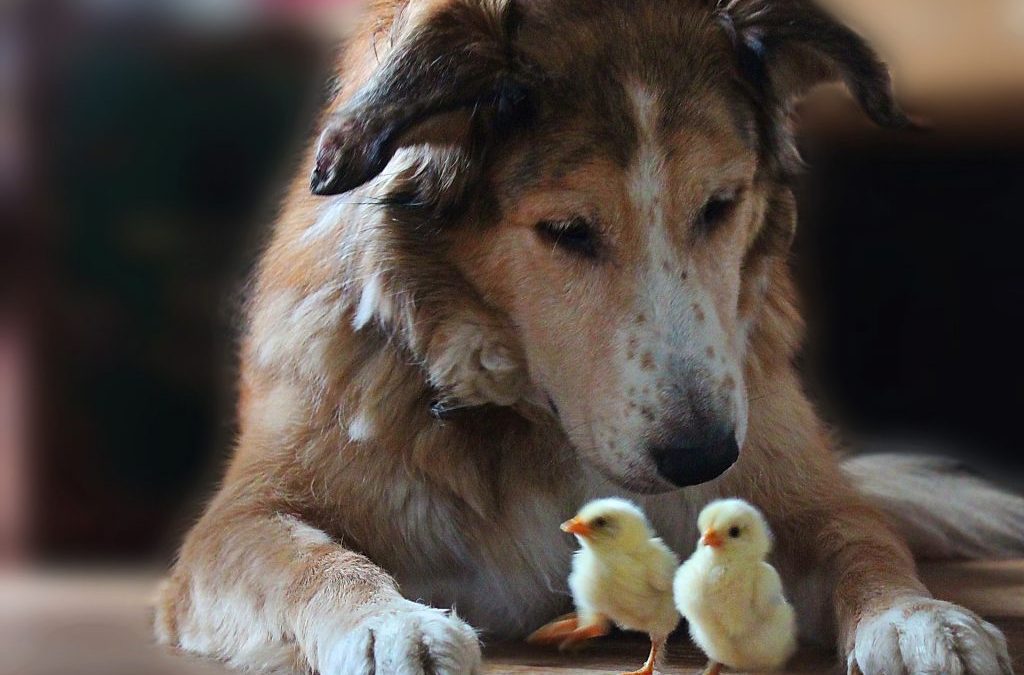 How to Train Your Dog to Be Around Pet Birds