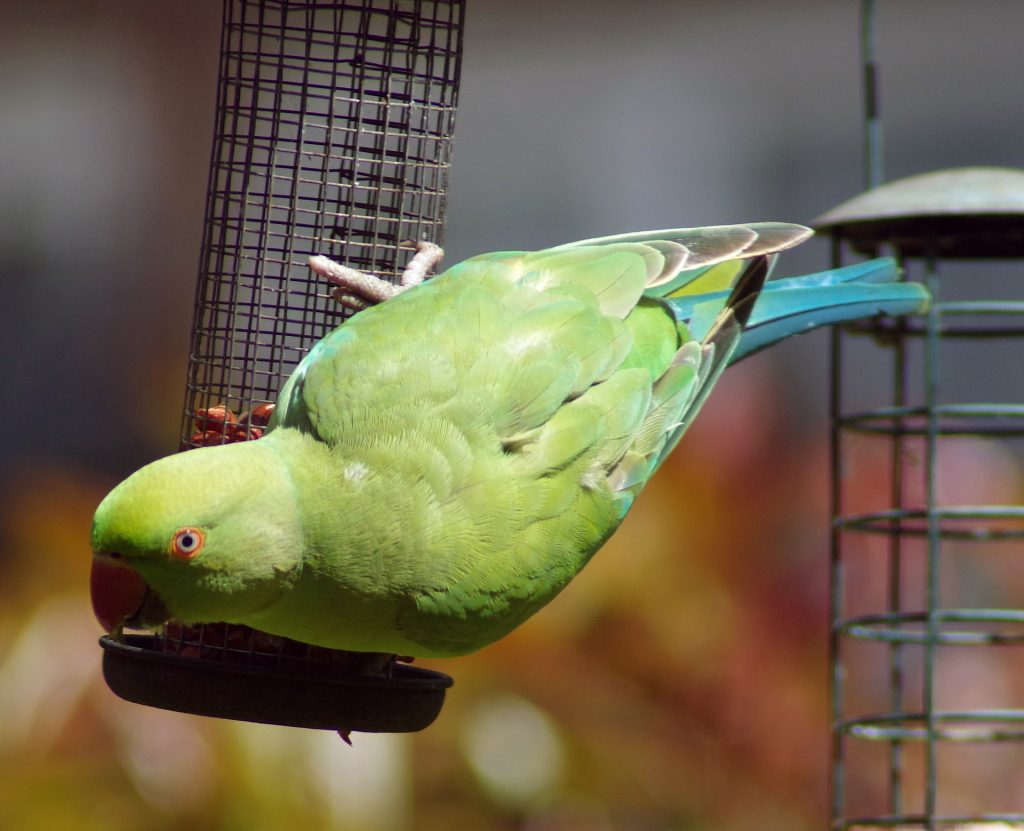 Fun Facts About Indian Ringneck Parakeets