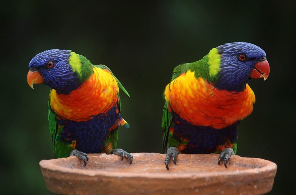 Rainbow Lorikeets: Bird Species Profile
