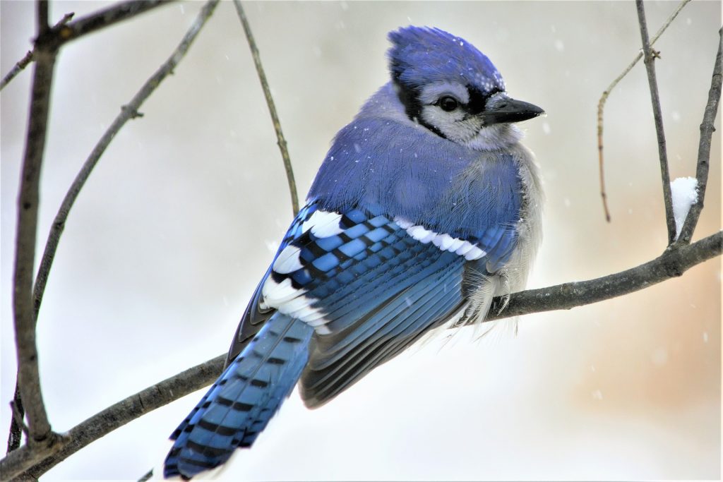 How to Care for Pet Birds in Cold Weather