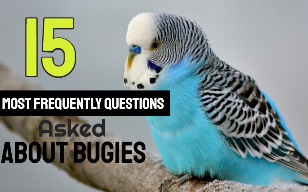 15 Most Frequently Asked Questions about Budgies