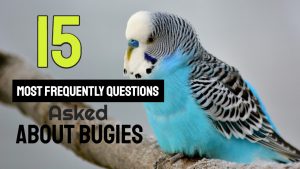 FAQs about budgies