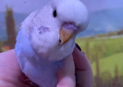 english budgie for sale near me