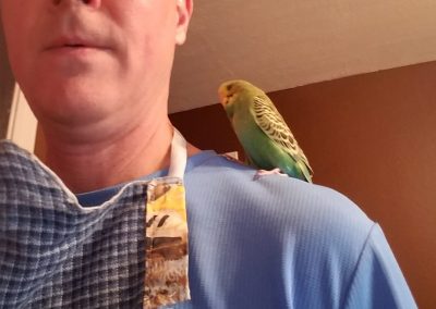 hand tamed english budgie