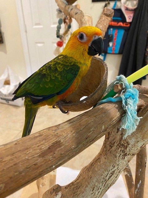 Janday conure for sale