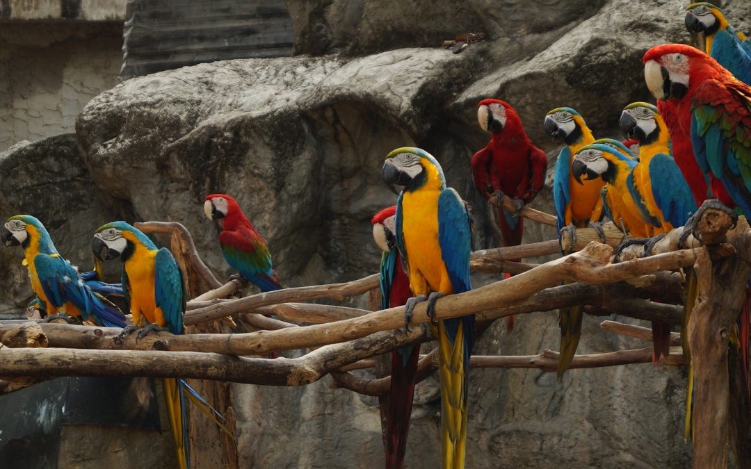 13 Fun Facts About Macaws | Bird and Beyond