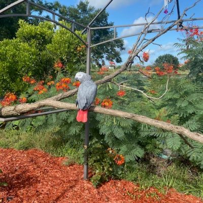 African grey for sale near me