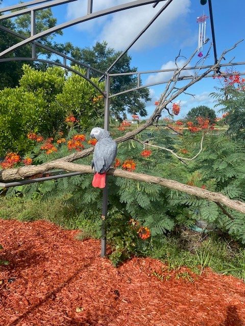African grey for sale near me