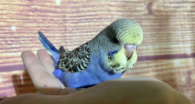 yellow face english budgie