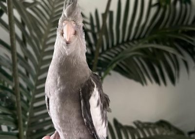 Cokatiel parrot for sale